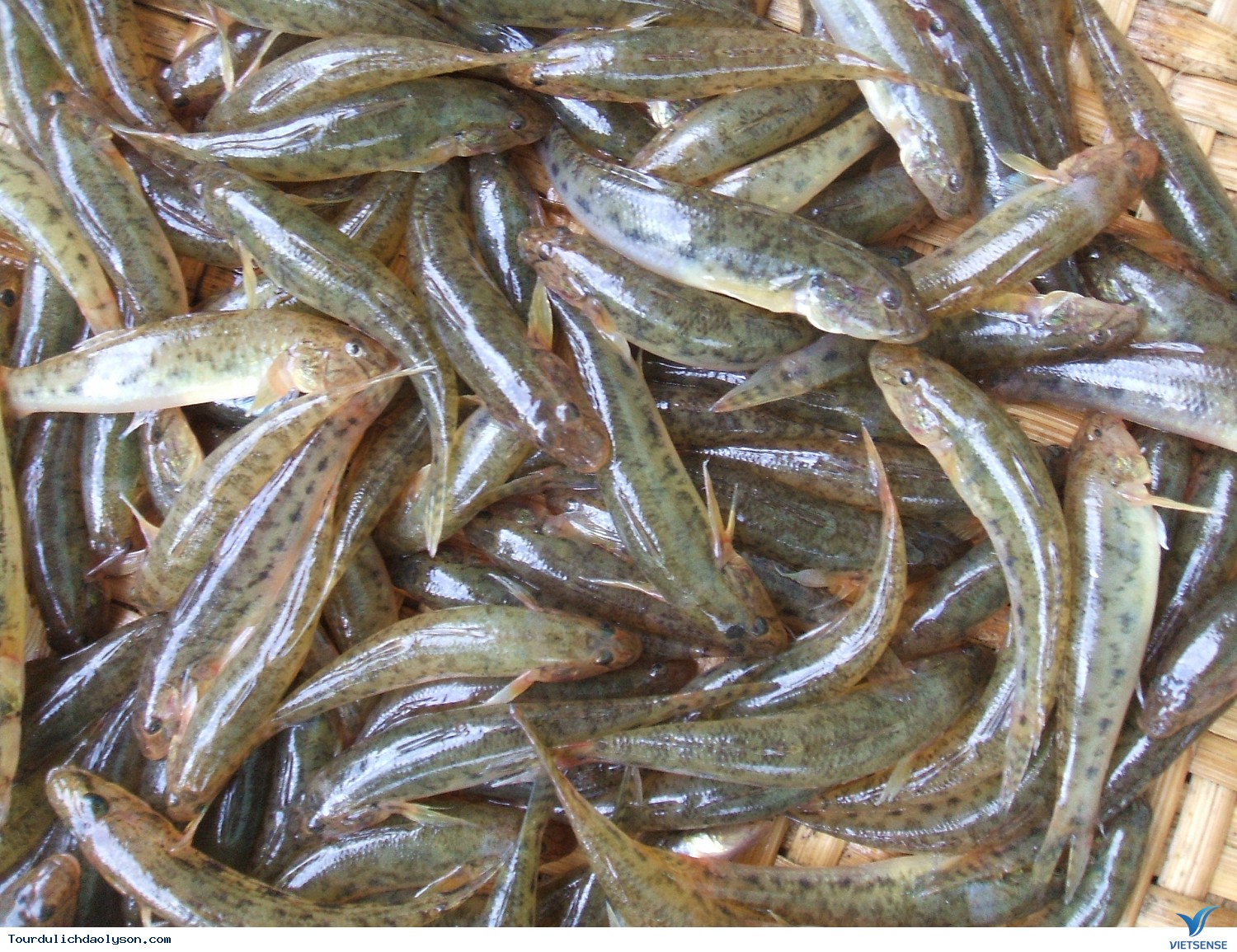 Cá bống đầm Phú Khê xứ Quảng - Ảnh 2