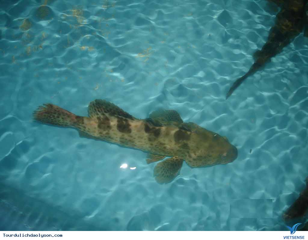 Cá Mú- Lý Sơn - Ảnh 2