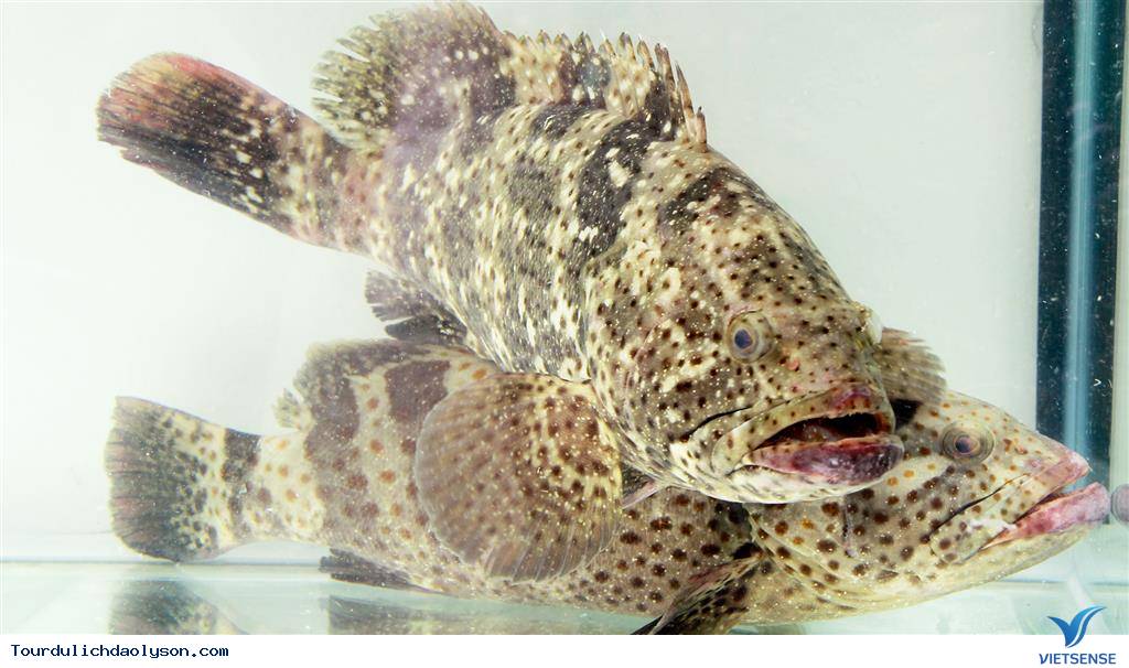 Cá Mú- Lý Sơn - Ảnh 1