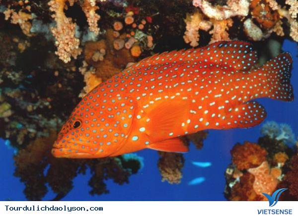 Cá Mú- Lý Sơn - Ảnh 3