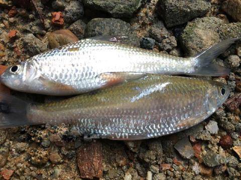 canien-dacsan-daolyson