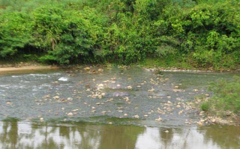 Cá Niên đặc sản Đảo Lý Sơn - Ảnh 3