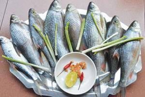 canien-dacsan-dao-lyson