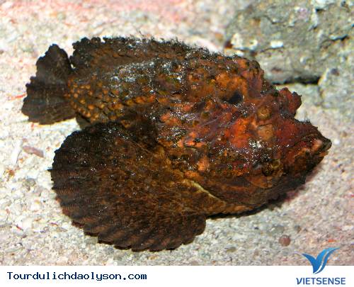 Hình dáng cá tà ma mặt quỷ Hình dáng cá tà ma mặt quỷ