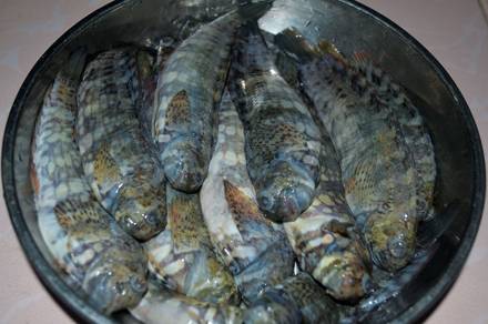 Cá Thòi Lòi đặc sản đảo Lý Sơn - Ảnh 2