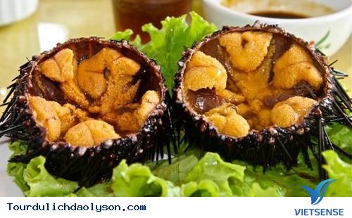 Con Nhum Biển Lý Sơn Con Nhum Biển Lý Sơn