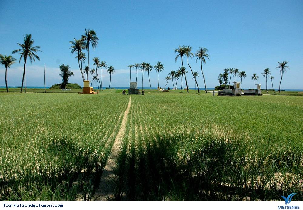 Cây tỏi mang lại thu nhập cao cho nông dân nơi đảo xa - Ảnh 3