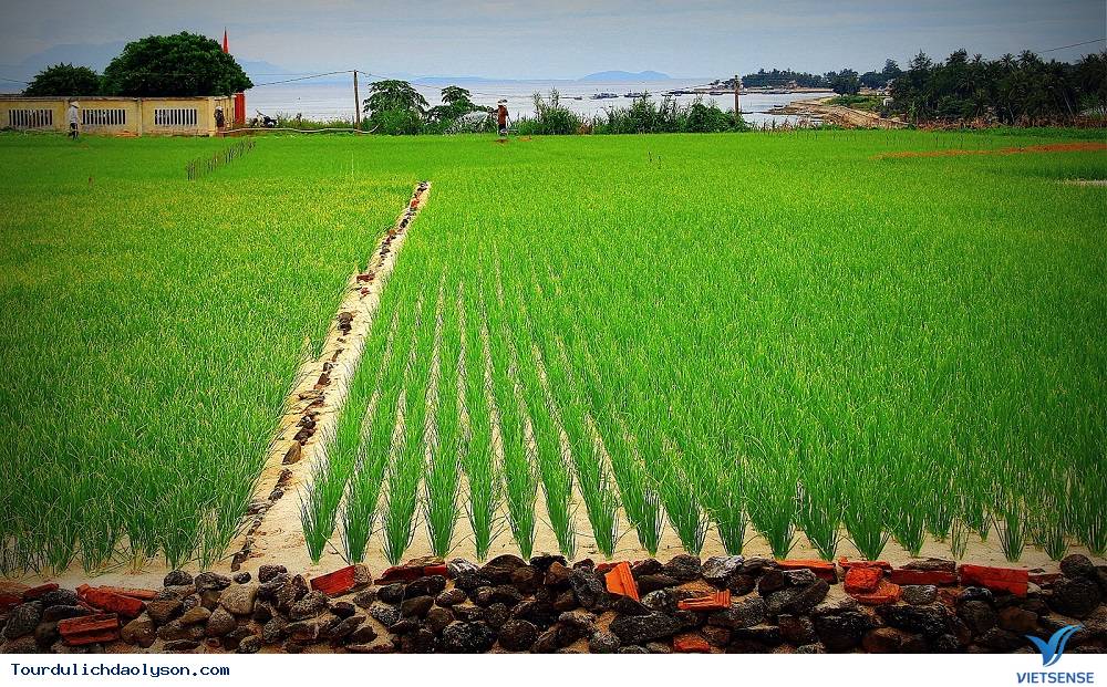 Cây tỏi mang lại thu nhập cao cho nông dân nơi đảo xa - Ảnh 4