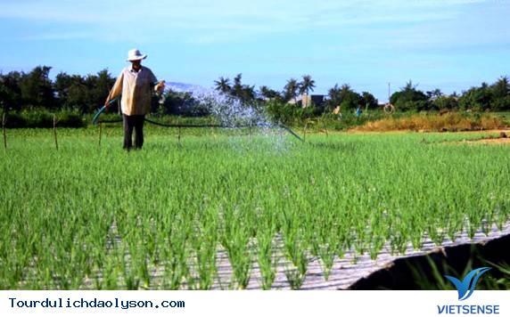 Cây tỏi mang lại thu nhập cao cho nông dân nơi đảo xa - Ảnh 2