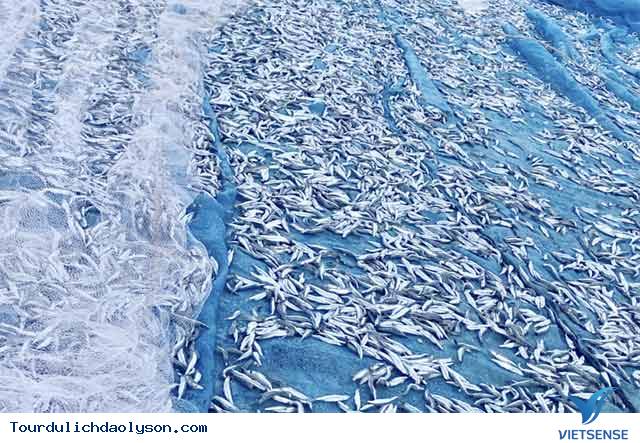 Chèo thúng đi đánh cá cơm quế đảo Lý Sơn - Ảnh 2