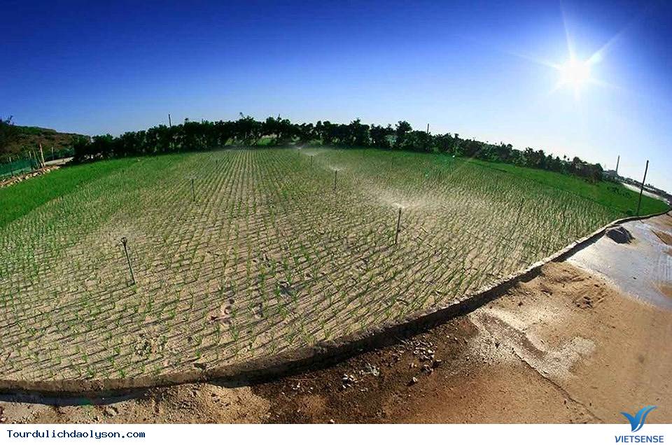 Chiêm ngưỡng đảo Lý Sơn từ những cánh dù lượn - Ảnh 7 Chiêm ngưỡng đảo Lý Sơn từ những cánh dù lượn - Ảnh 7