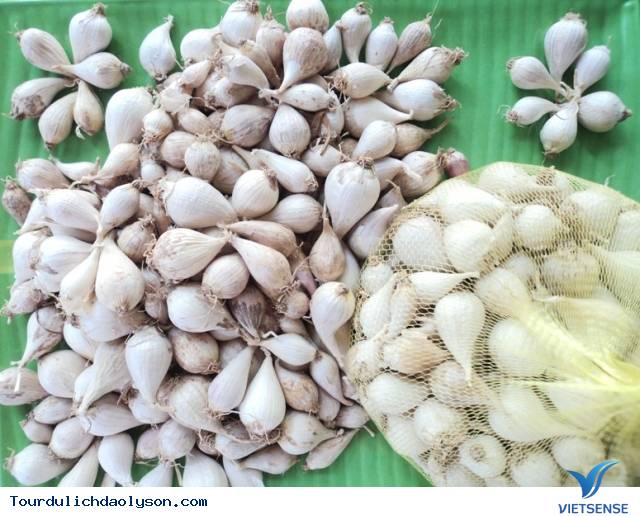 Chiêm Ngưỡng Những Cánh Đồng Tỏi Độc Đáo Ở Lý Sơn - Ảnh 8