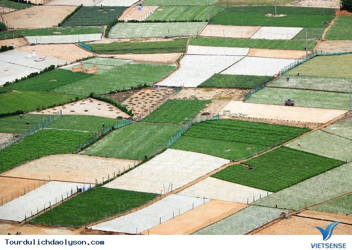 Chiêm Ngưỡng Những Cánh Đồng Tỏi Độc Đáo Ở Lý Sơn - Ảnh 5