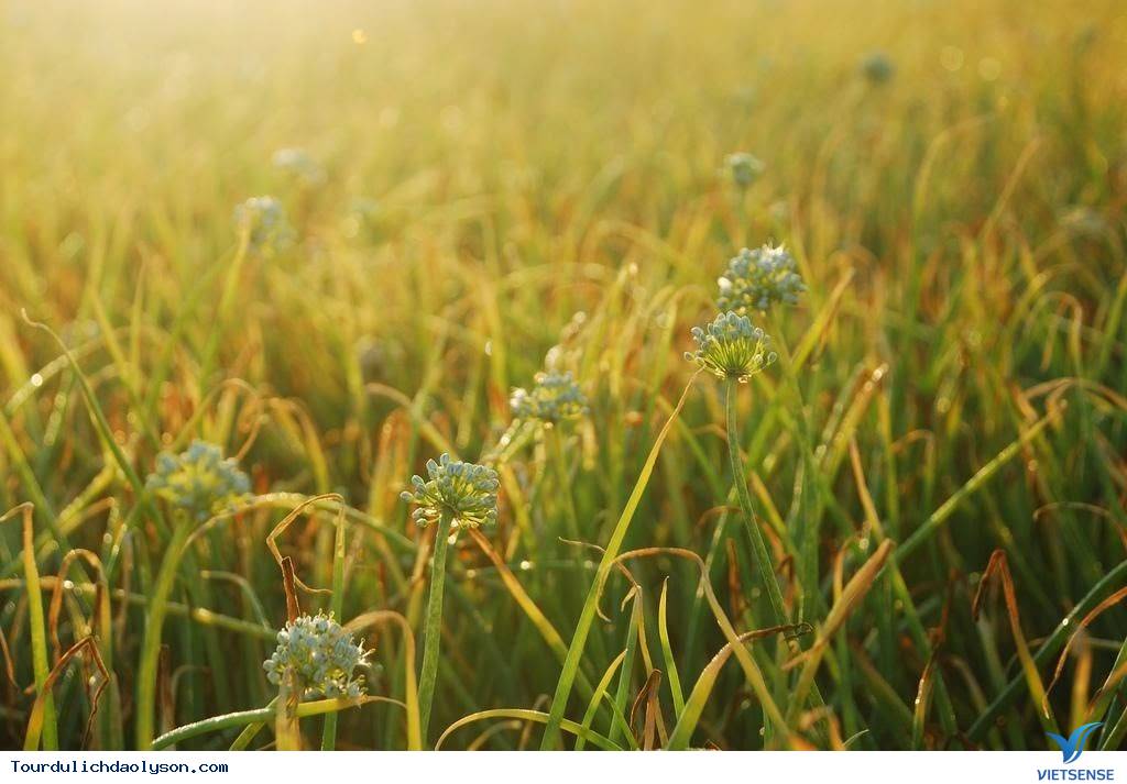 Chiêm Ngưỡng Những Cánh Đồng Tỏi Độc Đáo Ở Lý Sơn - Ảnh 6