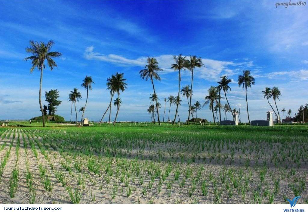 Chiêm Ngưỡng Những Cánh Đồng Tỏi Độc Đáo Ở Lý Sơn - Ảnh 3