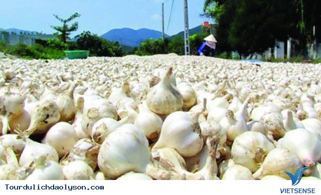 Chiêm Ngưỡng Những Cánh Đồng Tỏi Độc Đáo Ở Lý Sơn - Ảnh 2