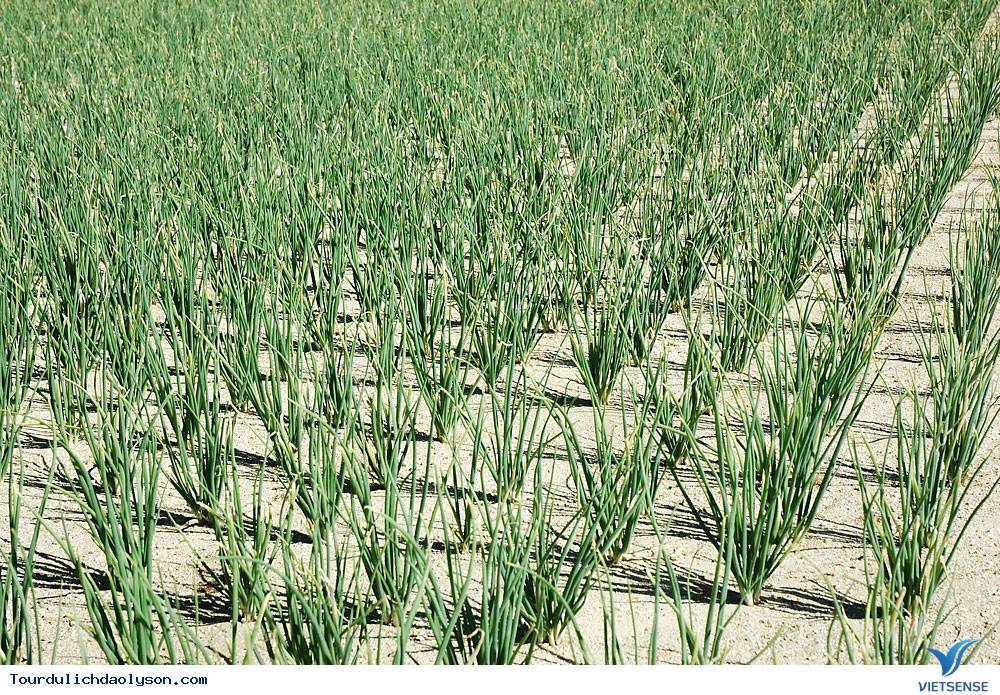 Cánh Đồng Tỏi Lý Sơn