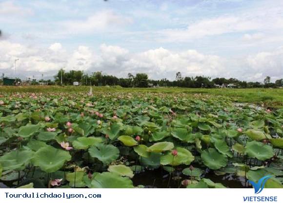 Chiêm ngưỡng với sắc hoa sen- Hoa súng xứ Quảng - Ảnh 4 Chiêm ngưỡng với sắc hoa sen- Hoa súng xứ Quảng - Ảnh 4