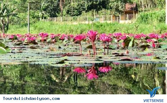 Chiêm ngưỡng với sắc hoa sen- Hoa súng xứ Quảng - Ảnh 1 Chiêm ngưỡng với sắc hoa sen- Hoa súng xứ Quảng - Ảnh 1