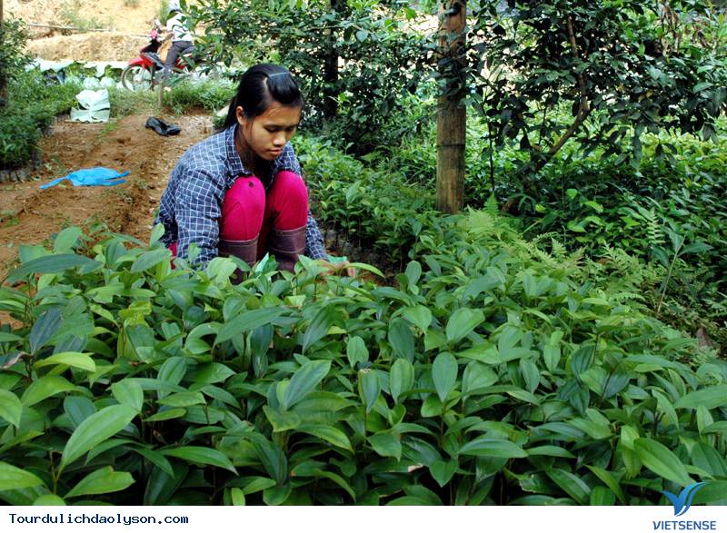 Đặc sản từ núi rừng xứ Quảng - Ảnh 2 Đặc sản từ núi rừng xứ Quảng - Ảnh 2