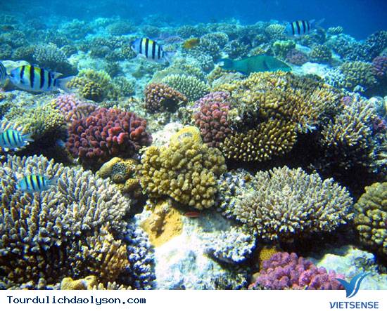 Đảo Lý Sơn đang Phục hồi và bảo tồn rạn san hô - Ảnh 1 Đảo Lý Sơn đang Phục hồi và bảo tồn rạn san hô - Ảnh 1