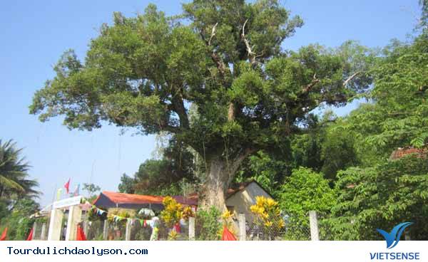 Đảo Lý Sơn được công nhân 2 cây di sản trên đảo - Ảnh 2