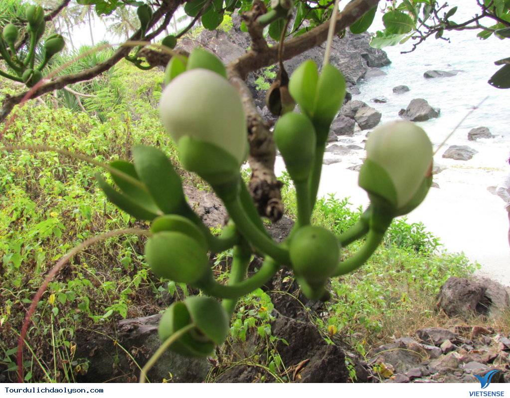 Đảo Lý Sơn khuyến khích trồng cây xanh lưu niệm - Ảnh 3