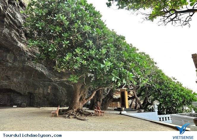 Đảo Lý Sơn khuyến khích trồng cây xanh lưu niệm - Ảnh 2