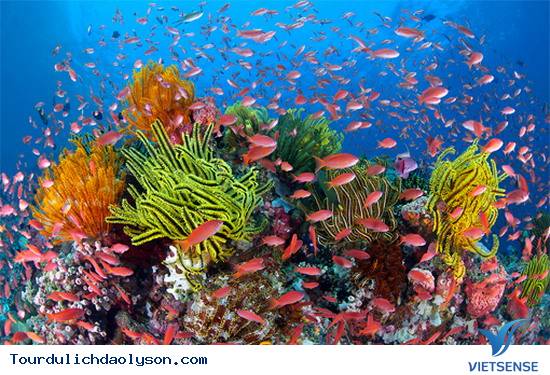 Đảo Lý Sơn lập khu bảo tồn biển gần 8.000 ha - Ảnh 1