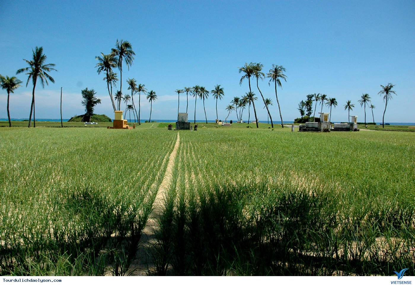 Đảo Lý Sơn mở rộng trồng tỏi hữu cơ - Ảnh 1