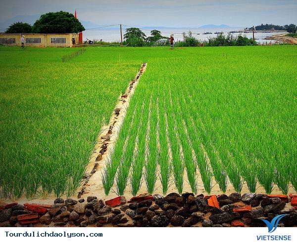 Đảo Lý Sơn như một bức tranh đa sắc màu - Ảnh 2