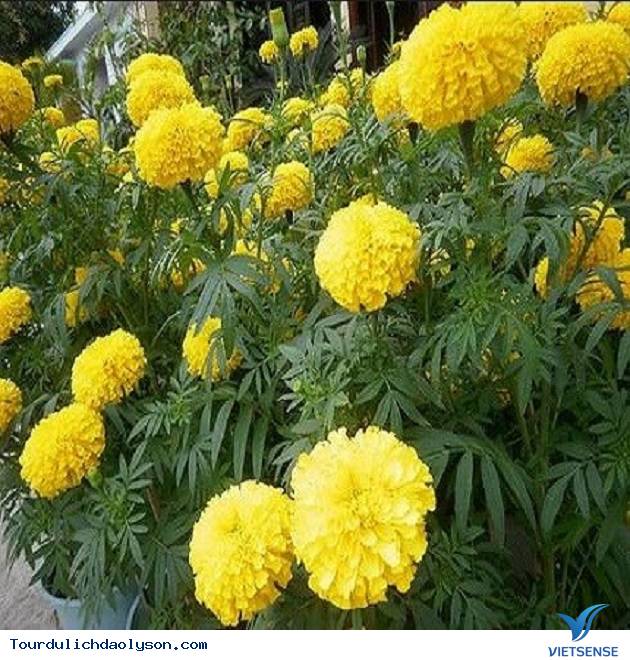 Đảo Lý Sơn- Quảng Ngãi rực rỡ đón xuân - Ảnh 2 Đảo Lý Sơn- Quảng Ngãi rực rỡ đón xuân - Ảnh 2