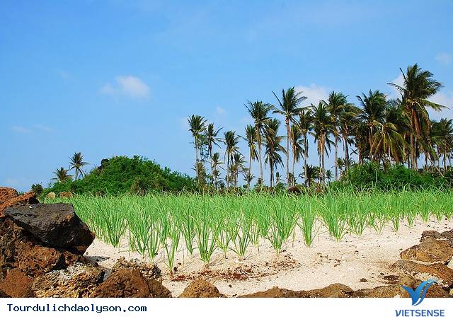 Đảo Lý Sơn sau khi có điện lưới - Ảnh 1 Đảo Lý Sơn sau khi có điện lưới - Ảnh 1