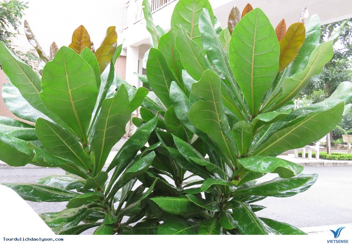 Đảo Lý Sơn ươm trồng bàng vuông bán cho khách thăm quan - Ảnh 4