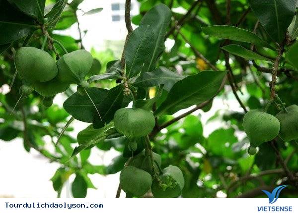 Đảo Lý Sơn ươm trồng bàng vuông bán cho khách thăm quan - Ảnh 3