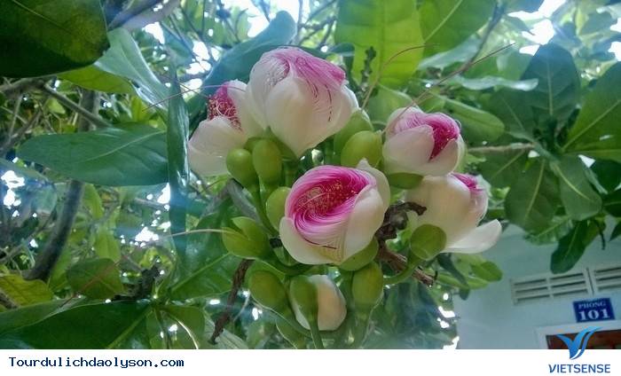 Đảo Lý Sơn ươm trồng bàng vuông bán cho khách thăm quan - Ảnh 1