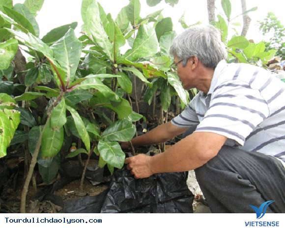 Đảo Lý Sơn ươm trồng bàng vuông bán cho khách thăm quan - Ảnh 2