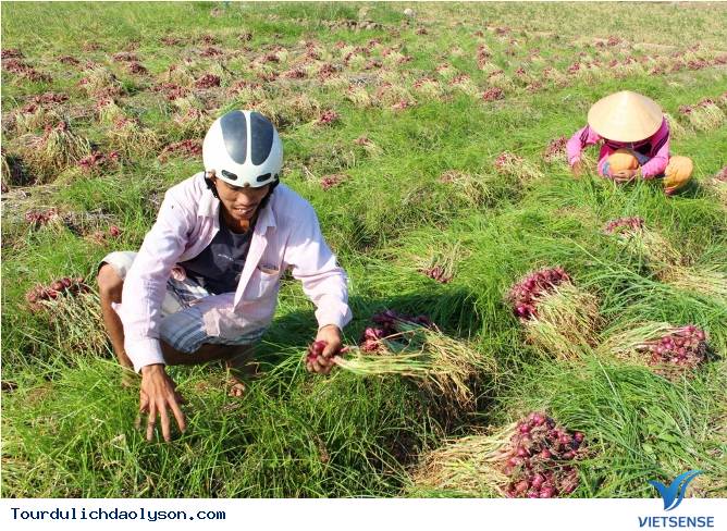 Đảo Lý Sơn vào mùa thu hoạch tỏi - Ảnh 4 Đảo Lý Sơn vào mùa thu hoạch tỏi - Ảnh 4