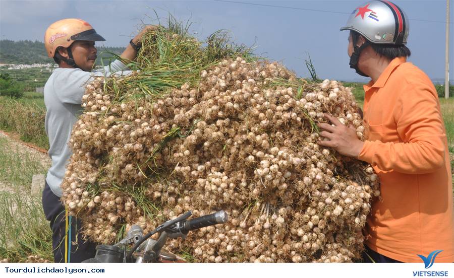 Đảo Lý Sơn vào mùa thu hoạch tỏi - Ảnh 3 Đảo Lý Sơn vào mùa thu hoạch tỏi - Ảnh 3