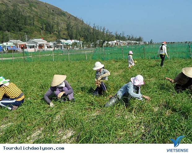 Đảo Lý Sơn vào mùa thu hoạch tỏi - Ảnh 2 Đảo Lý Sơn vào mùa thu hoạch tỏi - Ảnh 2