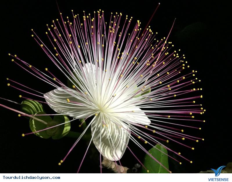 50+ ảnh hoa đẹp lạ với những loại hoa hiếm và độc đáo