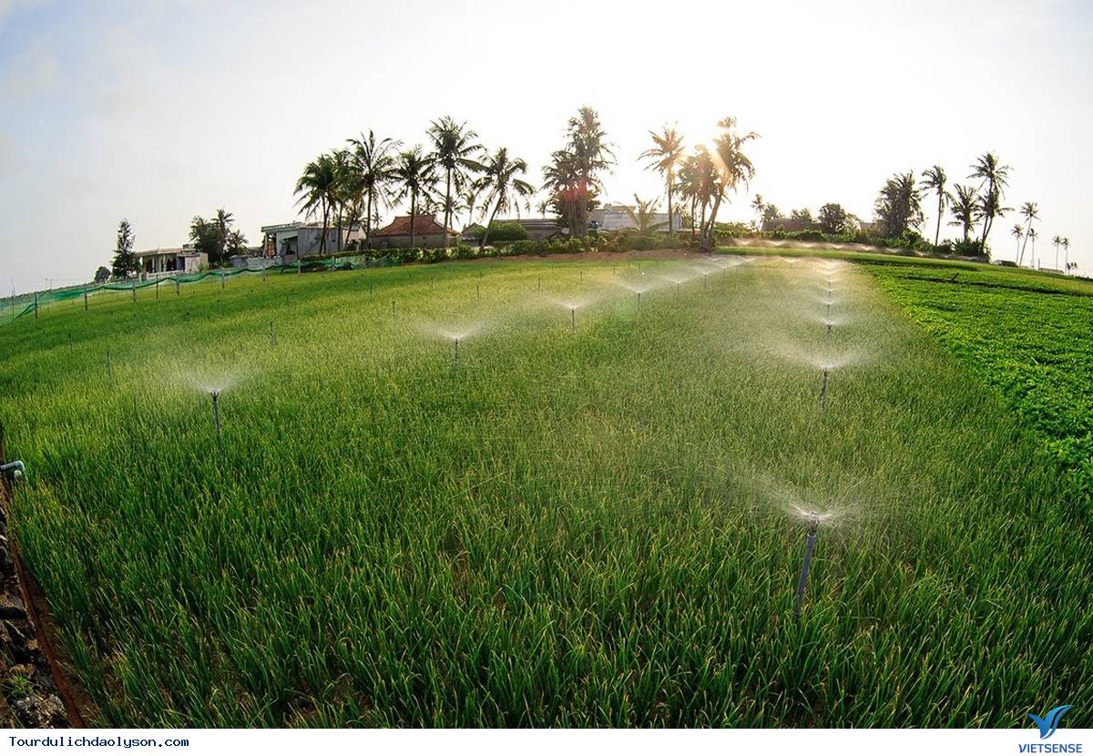 Điện về với Vương Quốc Tỏi Lý Sơn - Ảnh 1