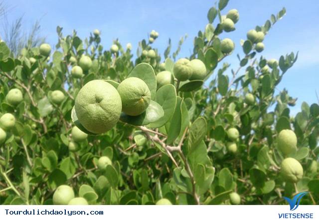 Độc đáo cam đường trên đảo Bé - Ảnh 1