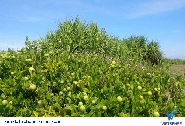 Độc đáo cam đường trên đảo Bé - Ảnh 2