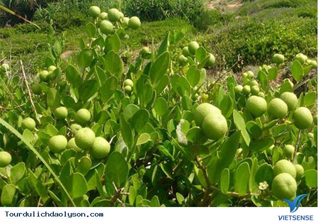 Độc đáo cam đường trên đảo Bé - Ảnh 3