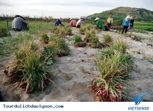 hành trình Đảo Lý Sơn- Mùa thu hoạch hành - Ảnh 1