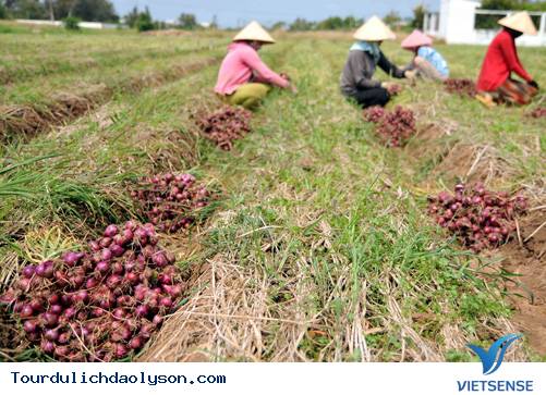 hành trình Đảo Lý Sơn- Mùa thu hoạch hành - Ảnh 5