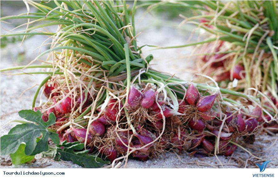 hành trình Đảo Lý Sơn- Mùa thu hoạch hành - Ảnh 3