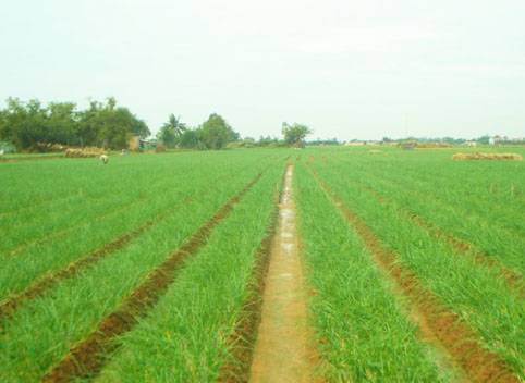 hành trình Lý Sơn hòn đảo của những sắc màu - Ảnh 1 hành trình Lý Sơn hòn đảo của những sắc màu - Ảnh 1