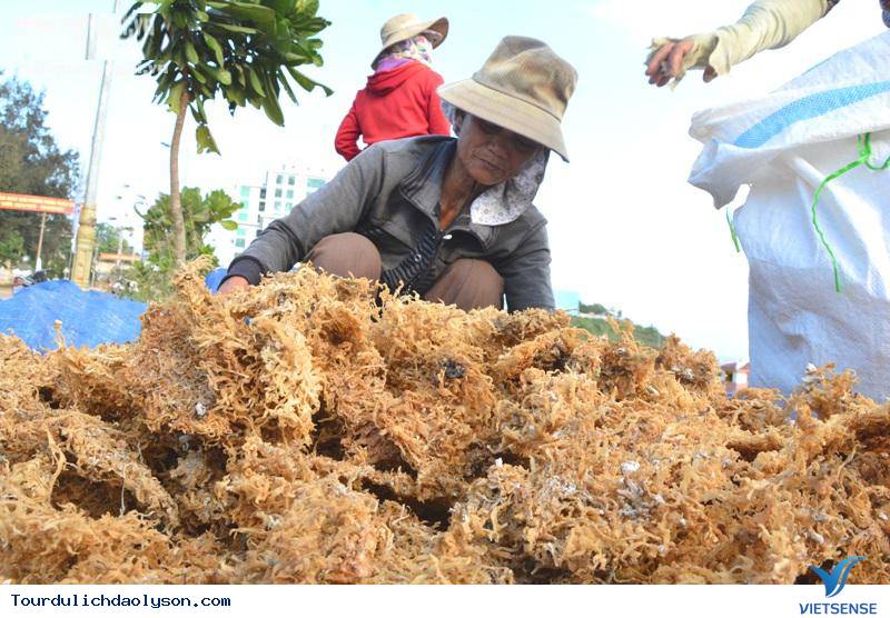 hành trình Lý Sơn mùa rau chân vịt - Ảnh 2